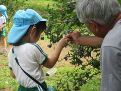 ブルーベリー狩り